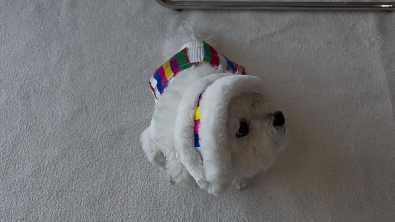 Bichon Frise Vlog | 호두의 7번째 설날 | 새해 복 많이 받으세요🧧♥️♥️