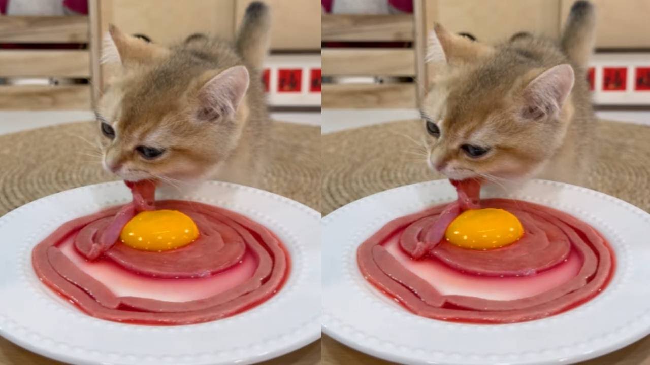 Gato come rebanadas de carne 🥩+🍳 | ASMR gato mukbang 