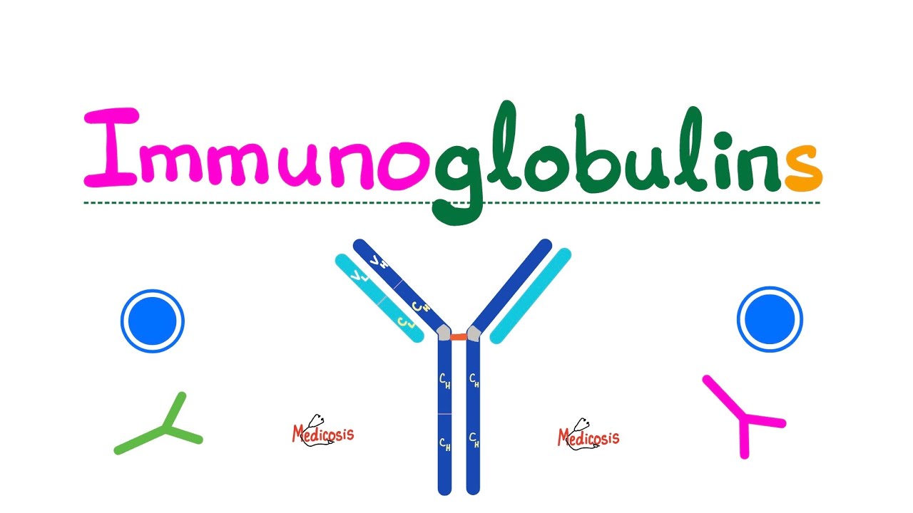 Antibodies (Immunoglobulins) - IgG, IgM, IgA, IgE, IgD - Gamma Globulins - Humoral Immunity - Immuno