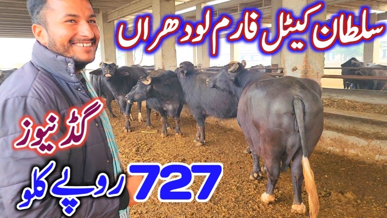 GOOD NEWS! Out-Class Gabban Jhotian | Sultan Cattle Farm | Dairy (Buffalo) Farming Business Plan