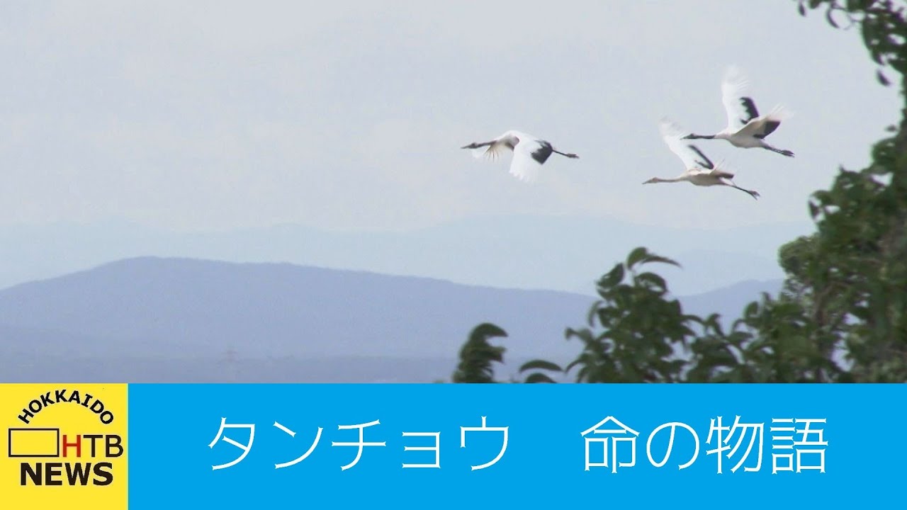 ４年前の懸念が的中　長沼町のタンチョウ　ヒナの成長物語　季節外れの悪天候が招いた命の危機