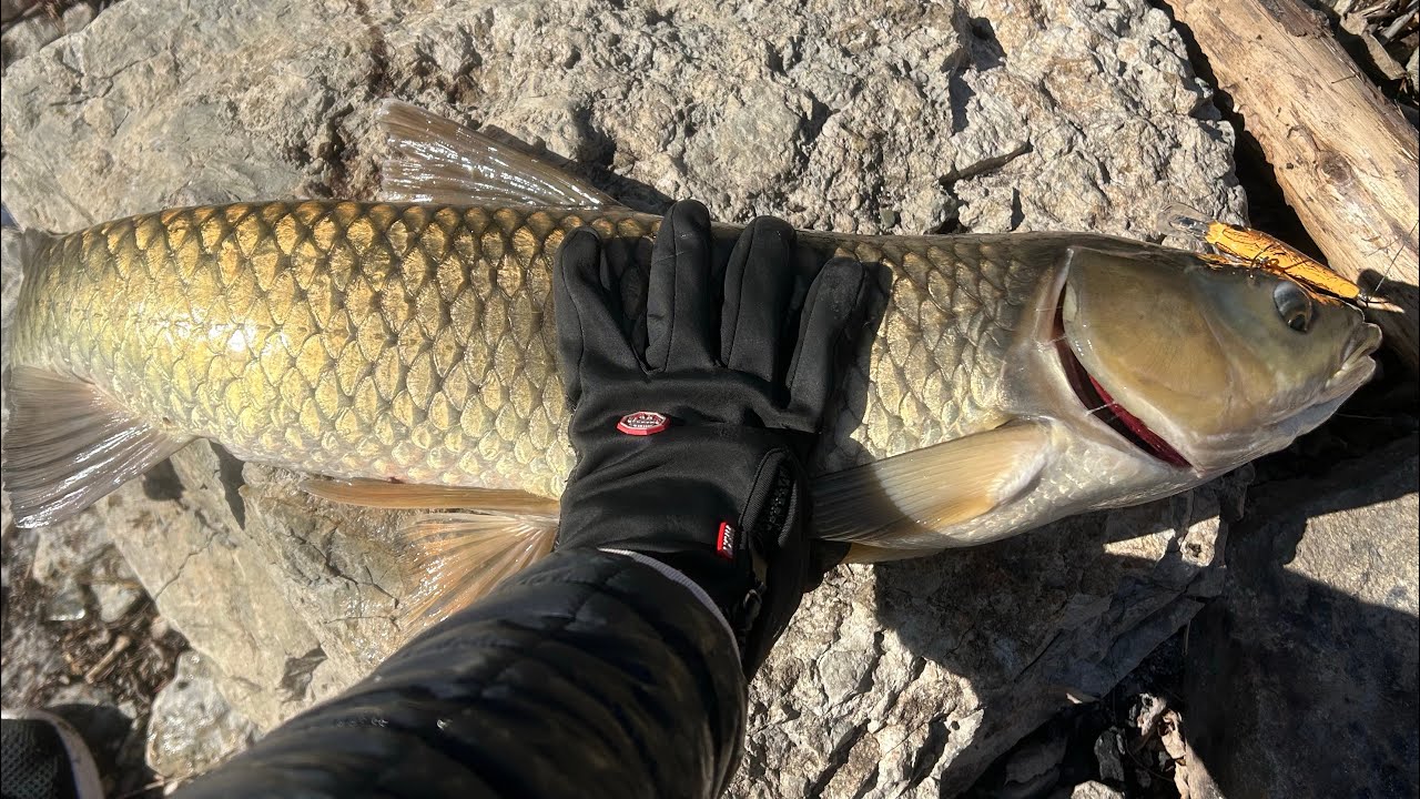 Epic grass carp fowl hook fight!