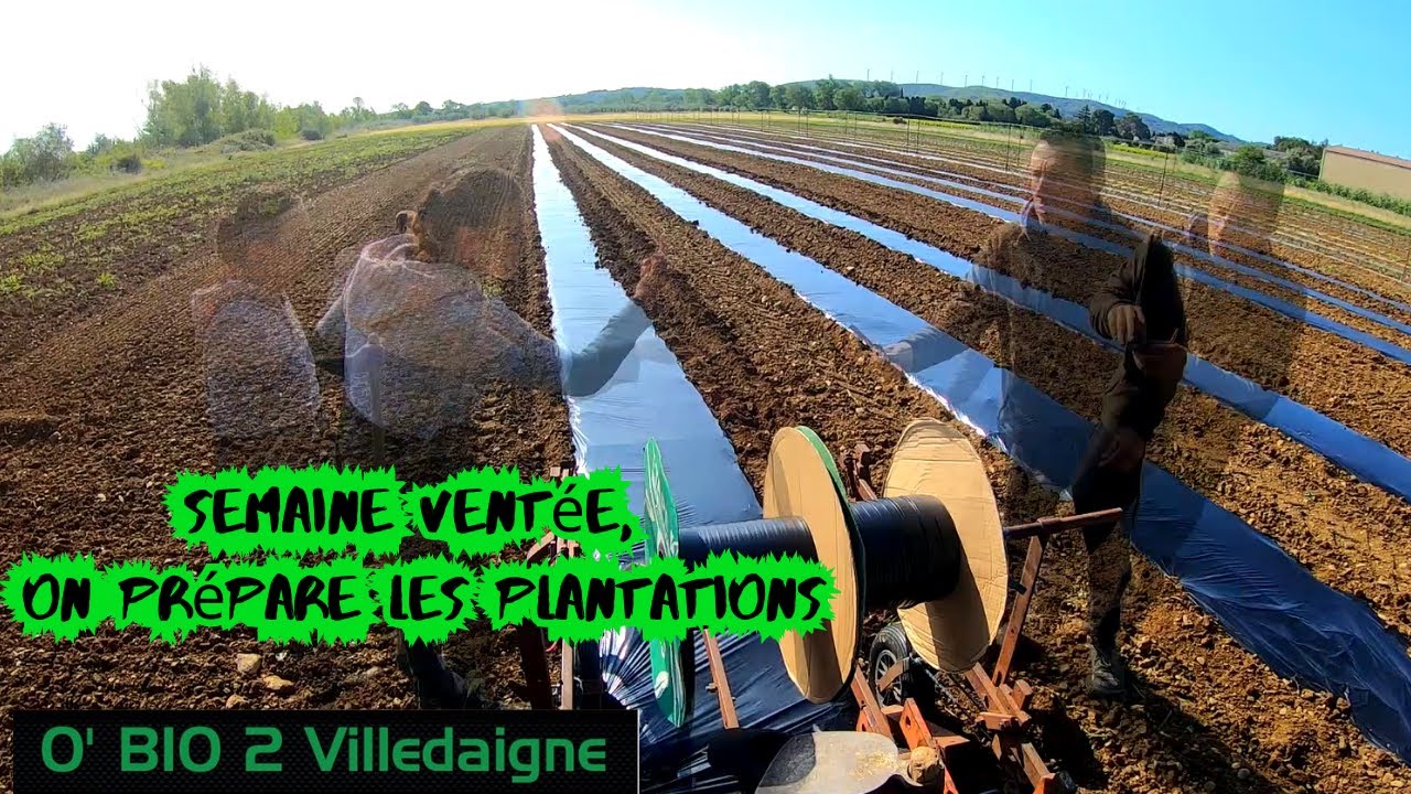 Semis de melons, préparation plantation dans cette semaine ventée