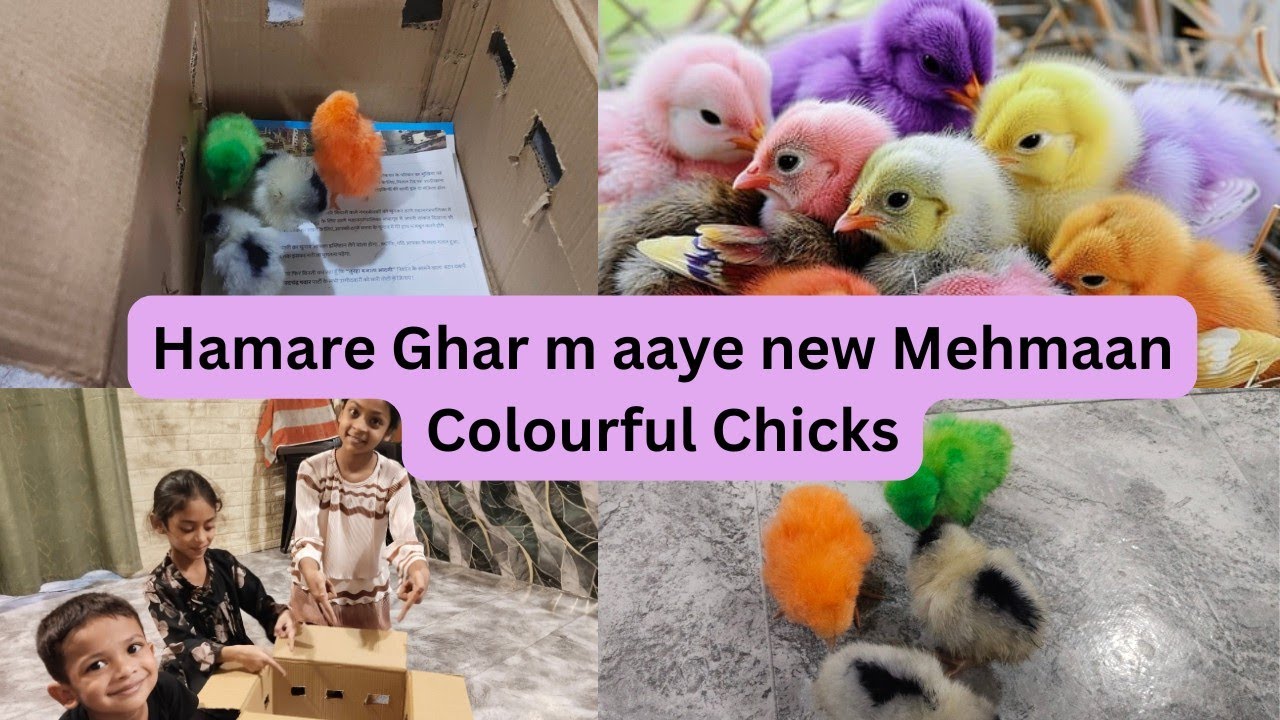 Colourful Chicks🐤🐥| Hamare ghar me aaye Naye Mehmaan | Beautiful Rainbow Chicken Chicks | BabyChicks
