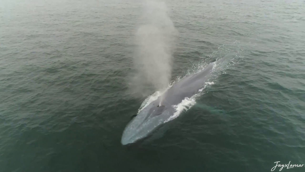 Huge Blue Whale And A Dolphin Stampede in MALIBU!!