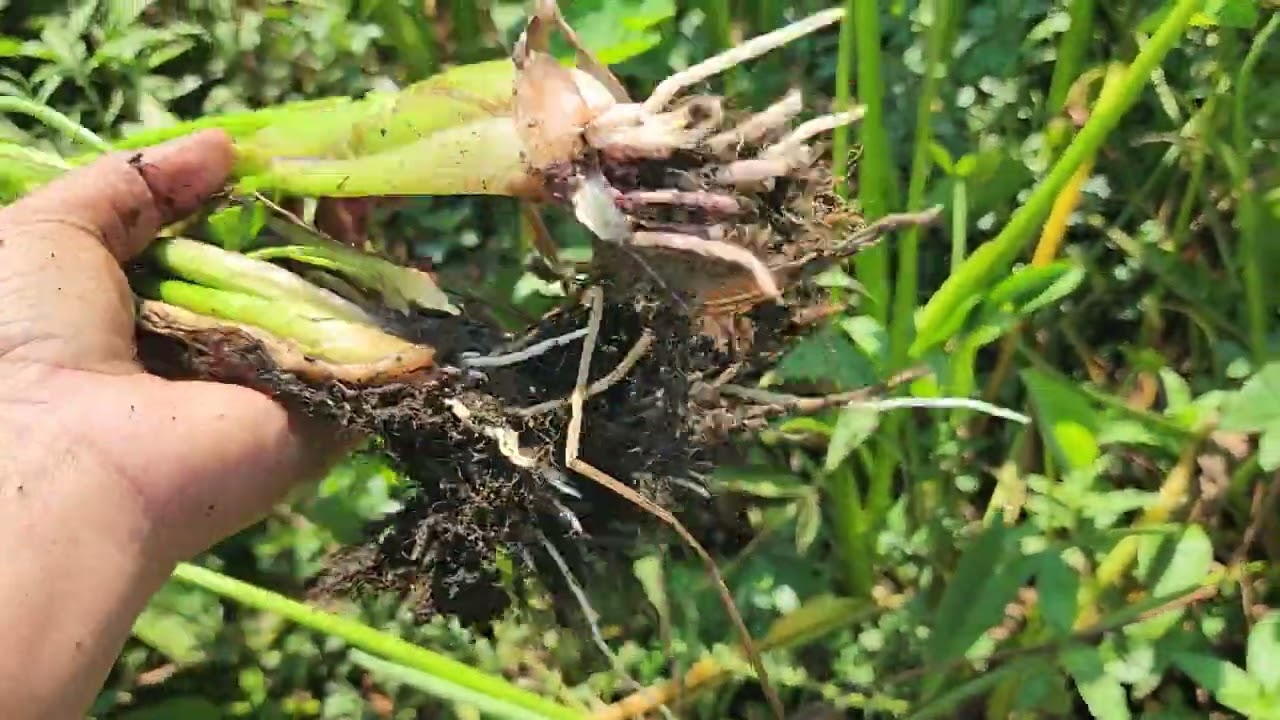 ទៅរកខ្យងទៀតហើយ