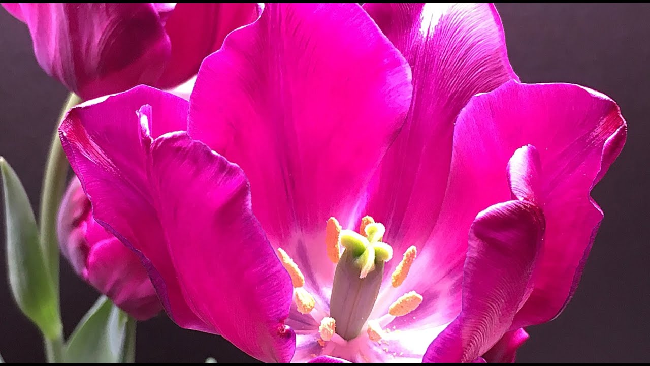 Negrita tulips plant time lapse, growing tulips inside