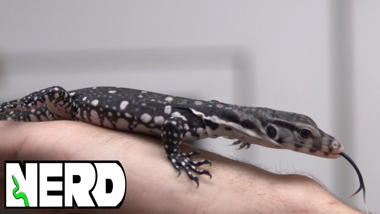 JUST BORN  Axanthic Water Monitor! + Our adults!
