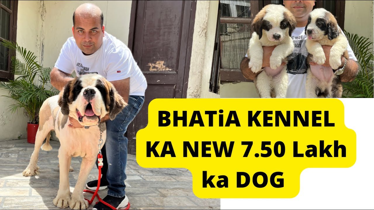 Bhatia kennel ॥new dog price 7.50 lakh - breeding business India