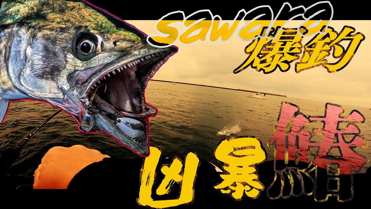 湾内ボートサワラで極太凶暴サワラが乱舞！表層にバッコーンと飛び出し水しぶき！【新潟東港後編】
