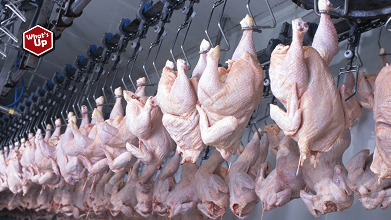Sehari di Pabrik Daging Ayam Potong Terbesar di Dunia