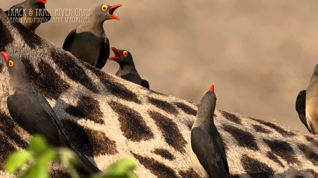 Track and Trail River Camp - South Luangwa - Zambia