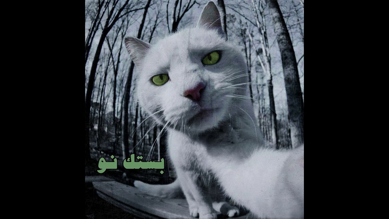 Shahyn - Bestek now (Feat. SAMER) | شاهين و سامر - بستك نو