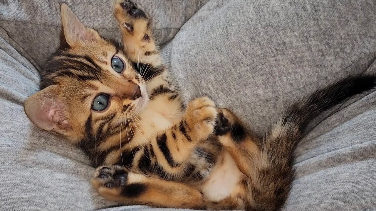 Adorable bengal kitten Belle 💛 loves belly rubs 😍 