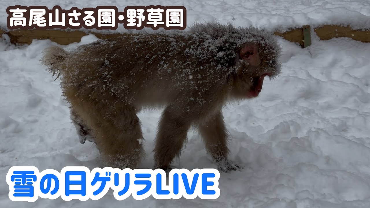 雪の日ゲリラライブ:高尾山さる園・野草園ライブ配信中
