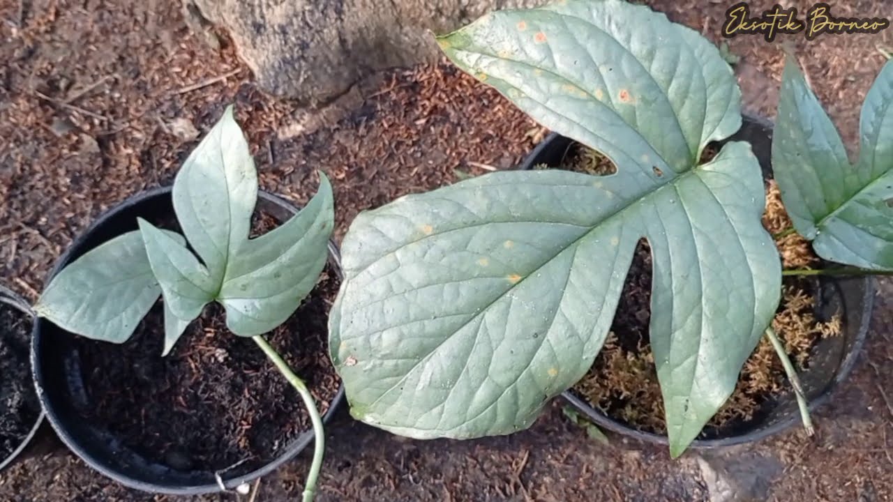 Amydrium silver