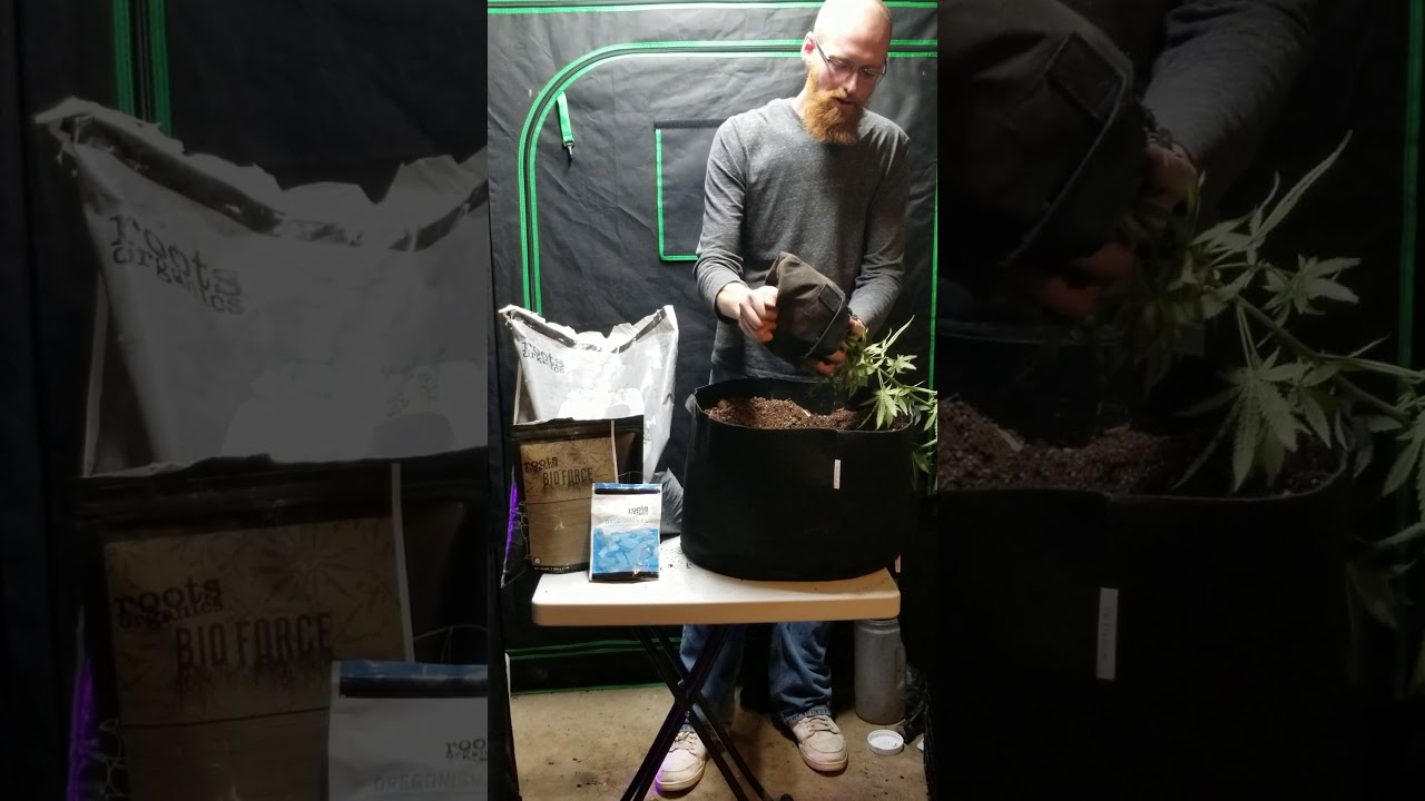Transplanting Cannabis