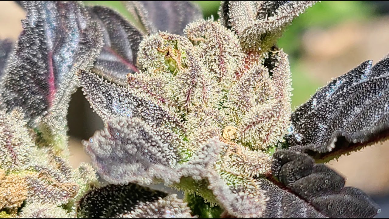 Winter Organic Sungrown Outdoor Purple Buds