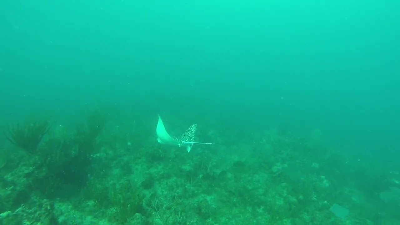 Eagle Ray at Mt Point with Sunchaser Scuba