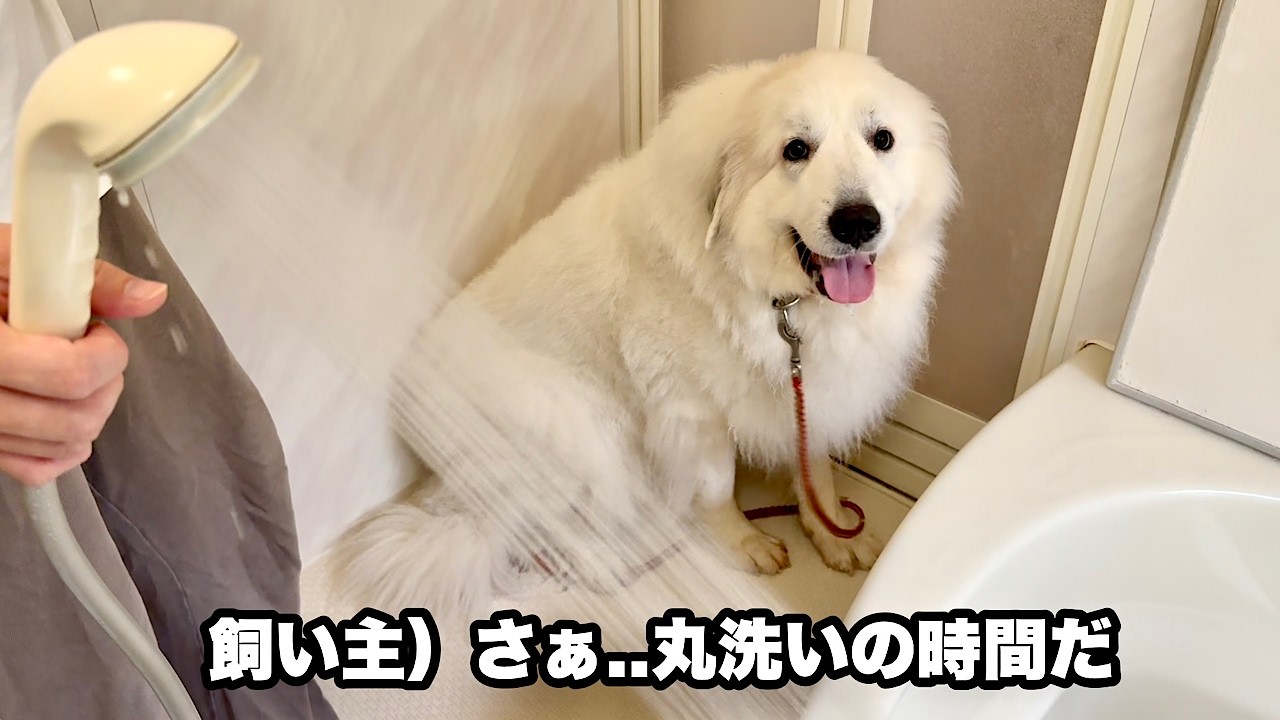 お風呂に愛犬を入れたらタオル扱いされた飼い主