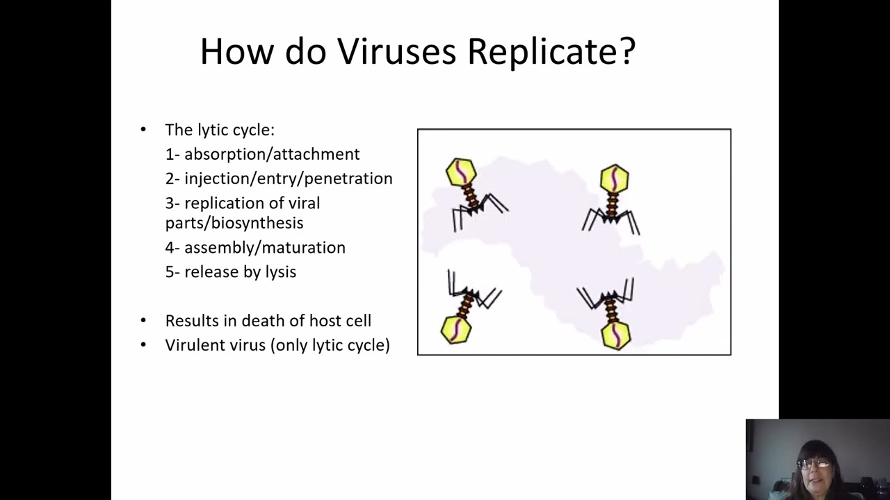 Chapter 21, 42 - Viruses, The Immune System, and Disease