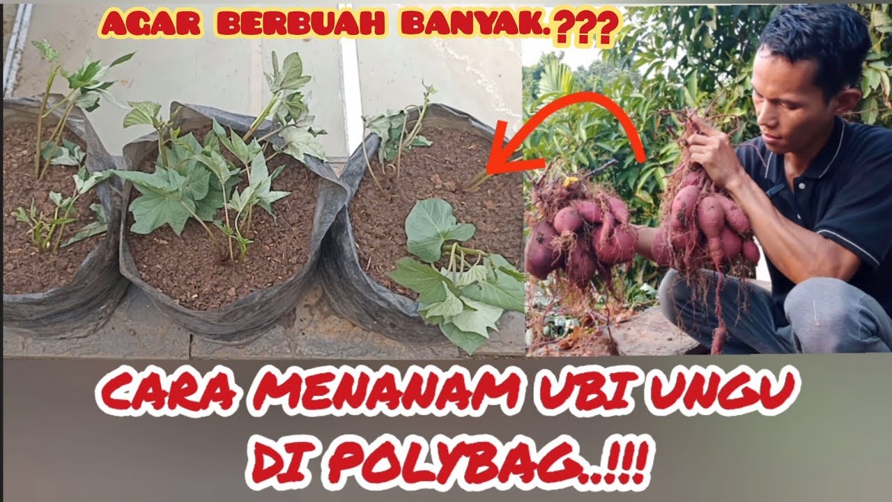 cara mudah menanam ubi di polybag ‼️agar berbuah banyak.#ubi #ubiungu #garden