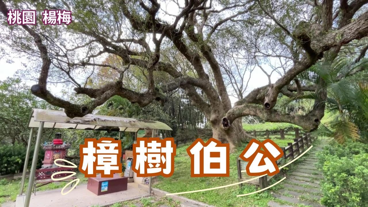 2024 -5桃園 楊梅樟樹伯公 樹齡750歲老樟樹/桃園市珍貴樹木第七十八號