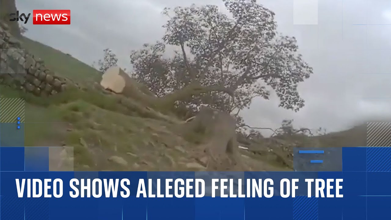 Moment historic Sycamore Gap tree was allegedly cut down