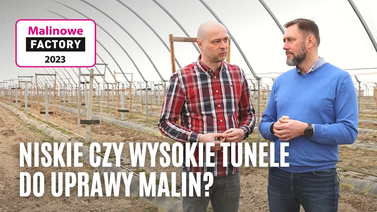 Niskie czy wysokie tunele do uprawy malin?