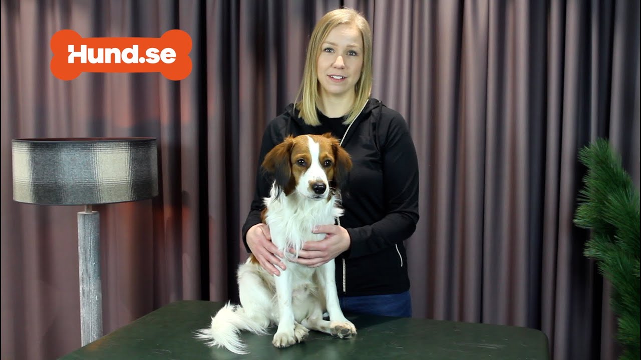 Så mäter du din hund