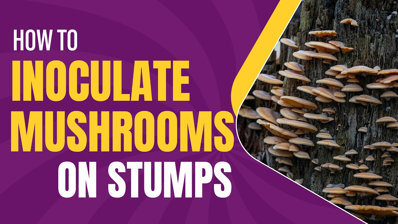 Inoculating Mushrooms --STUMP METHOD--with CT Wild Harvest! (Part 2 of 3)