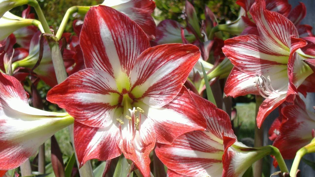 Timothy Conway - Intuitively Know Host Awareness - Satsang Excerpt