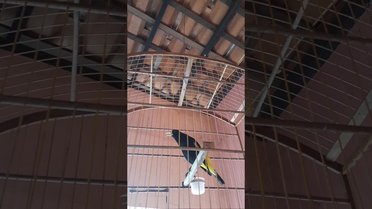 Oh máquina .2 xexeu de Anajatuba
