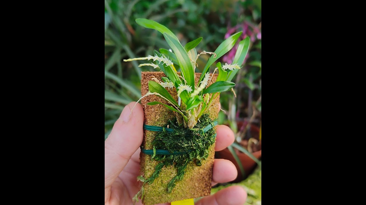 Dendrochilum parvulum microorchidea degli scemi, l'estremamente piccolo e estremamente grande