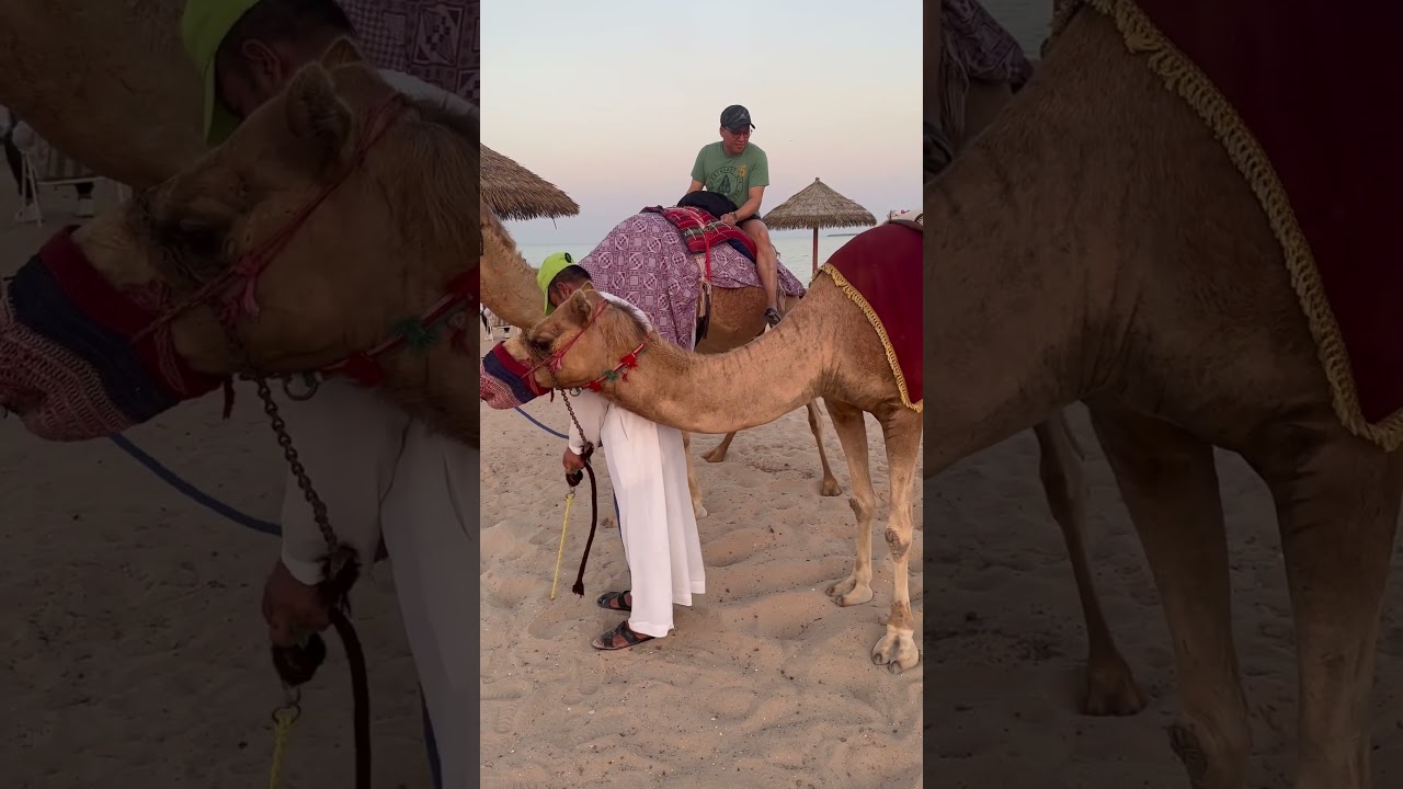 Spot the camel poop! #camel #qatar #adventure #summer #funnyshorts #shorts #shortvideo #funny