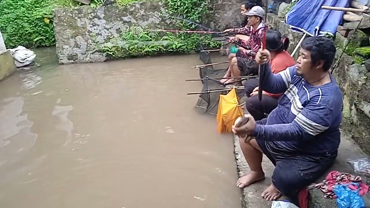Nekat Borong Bawal nila 4'5 jt 3 Peserta Lokasi Kricak Mesirr