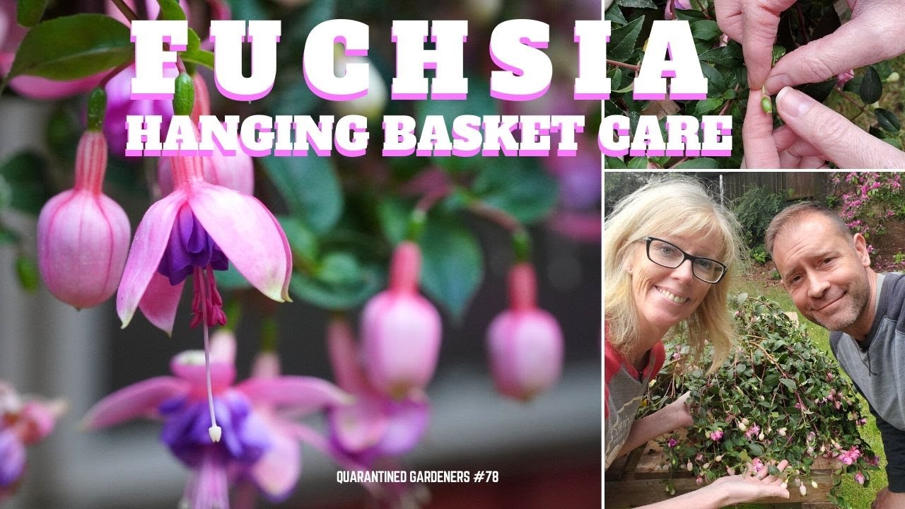 💮 Caring for Fuchsia Hanging Basket - QG Day 78 💮