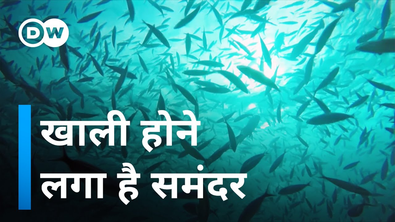 इंसान कितनी मछलियां खा रहे हैं, देखिए [What is overfishing?]