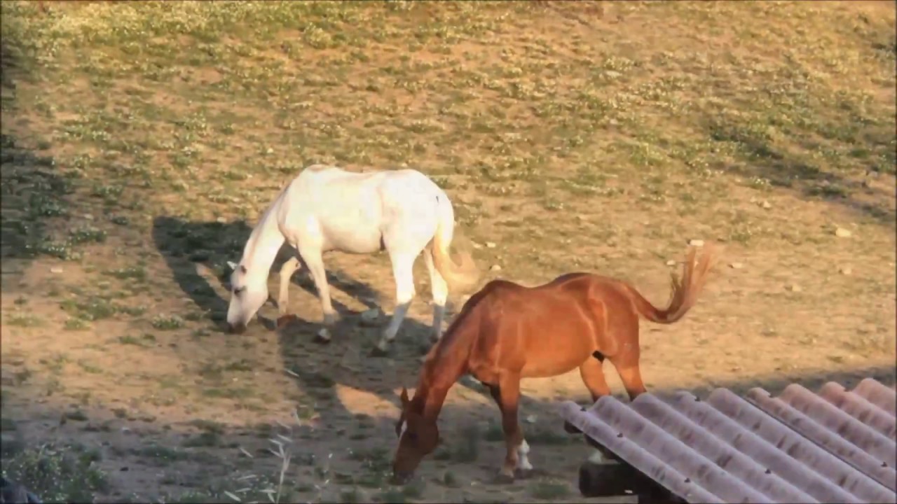 13 LUGLIO 2019 PIAN DELLA CASTAGNA