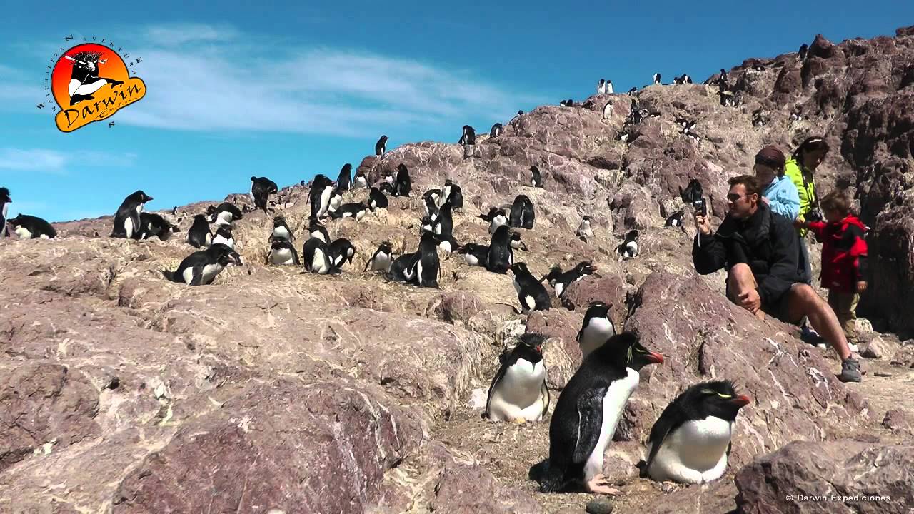 Isla Pingüino - Puerto Deseado - Patagonia by  Darwin Expeditions