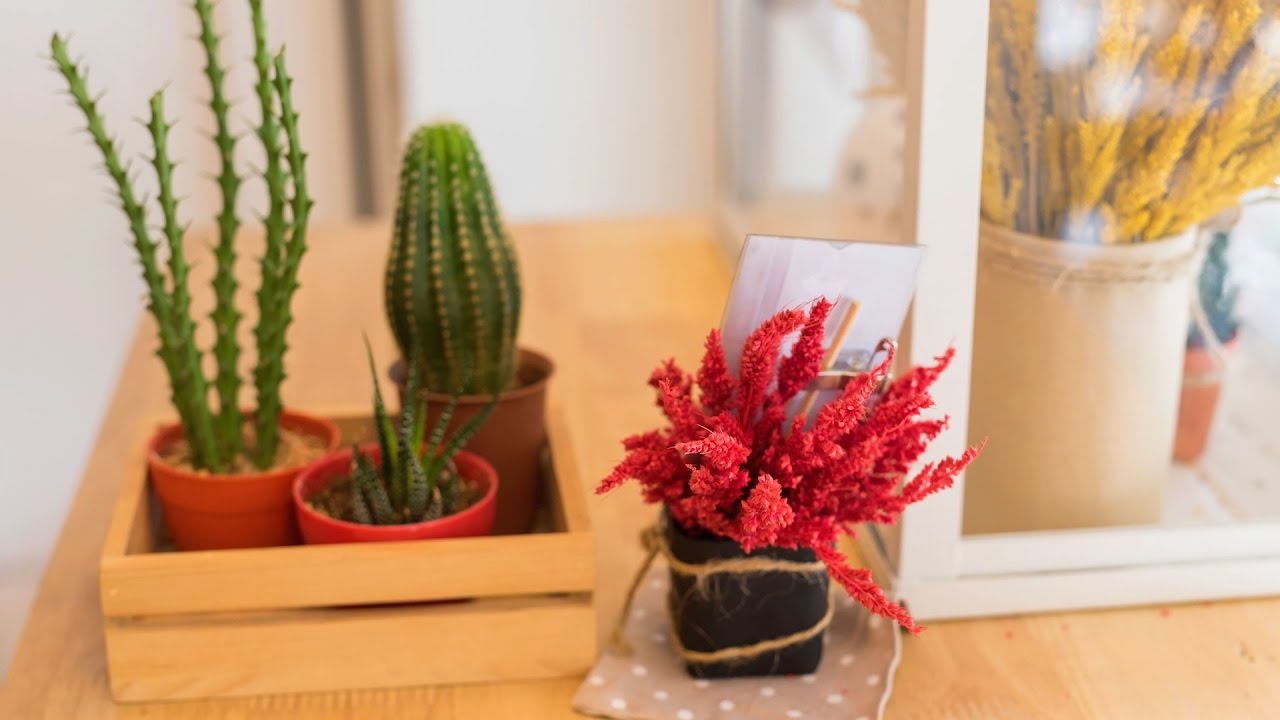 5 Plants For College Students | Southern Living