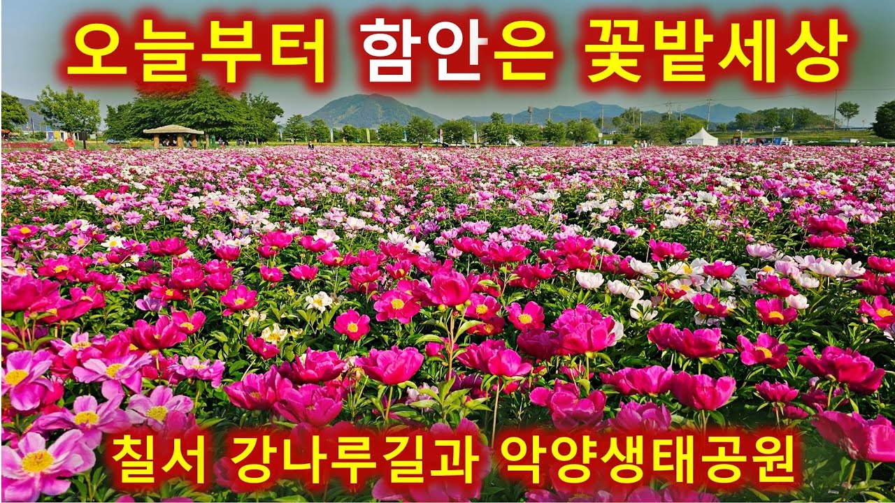 경남 함안을 지금 가야하는 이유?/청보리와 작약 축제/악양생태공원 데이지 활짝