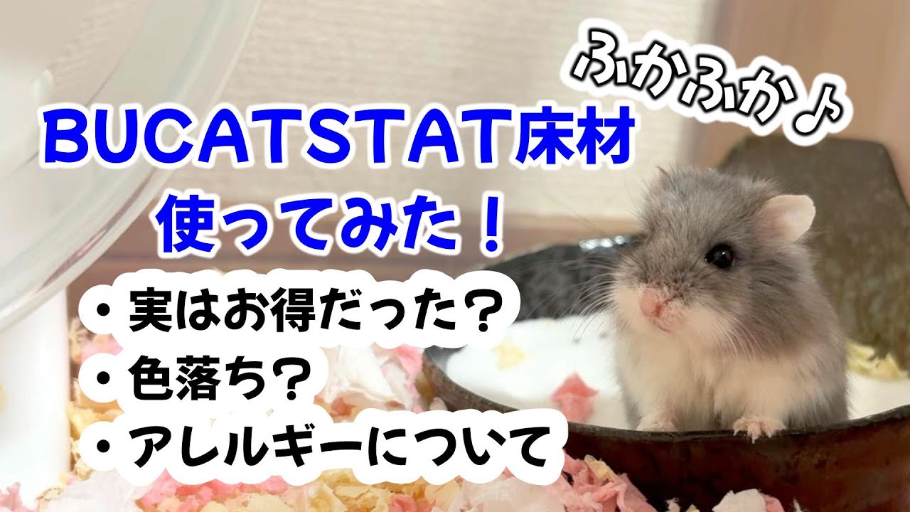 床材レビュー BUCATSTATEクラウドシリーズ使ってみた！