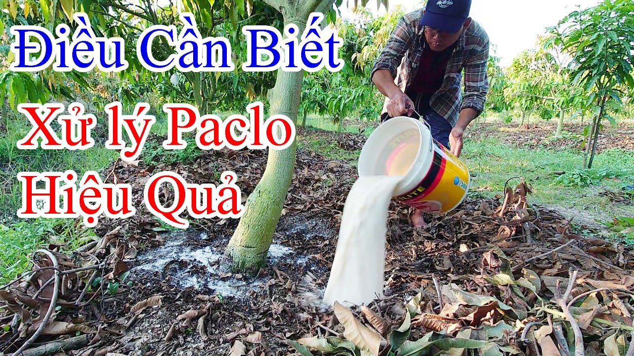 Điều cần biết - Xử l&yacute; paclo hiệu quả |Gốc C&ugrave; Lao| #0986289491