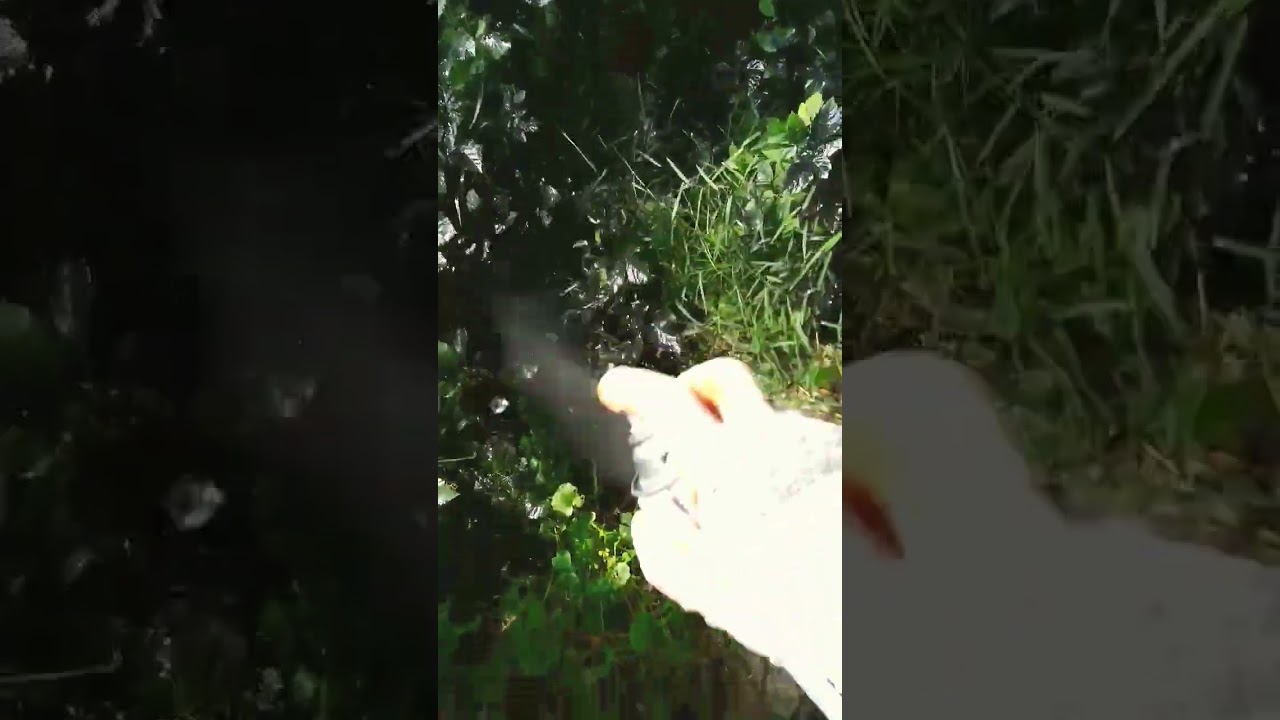 Killing Poison Ivy (The Poison Plant)