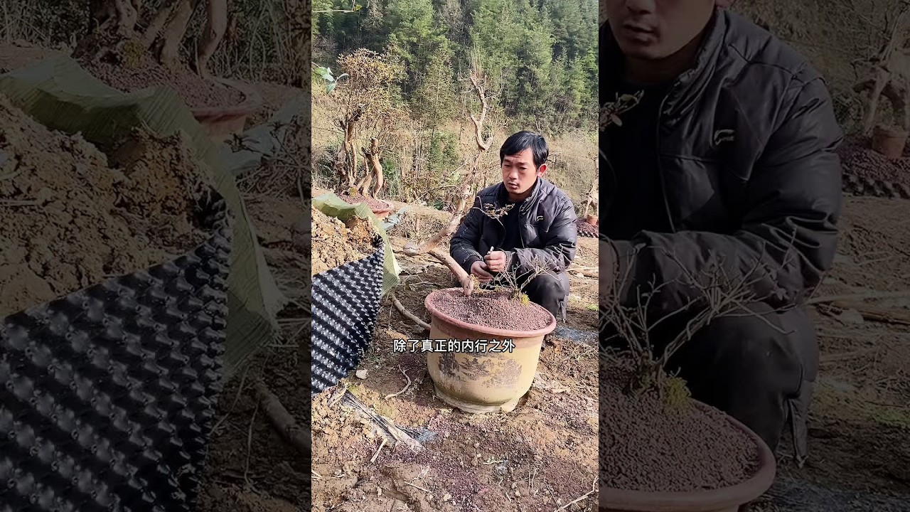 修剪几个素材，看又搞废几个？#我的乡村生活 #盆景素材