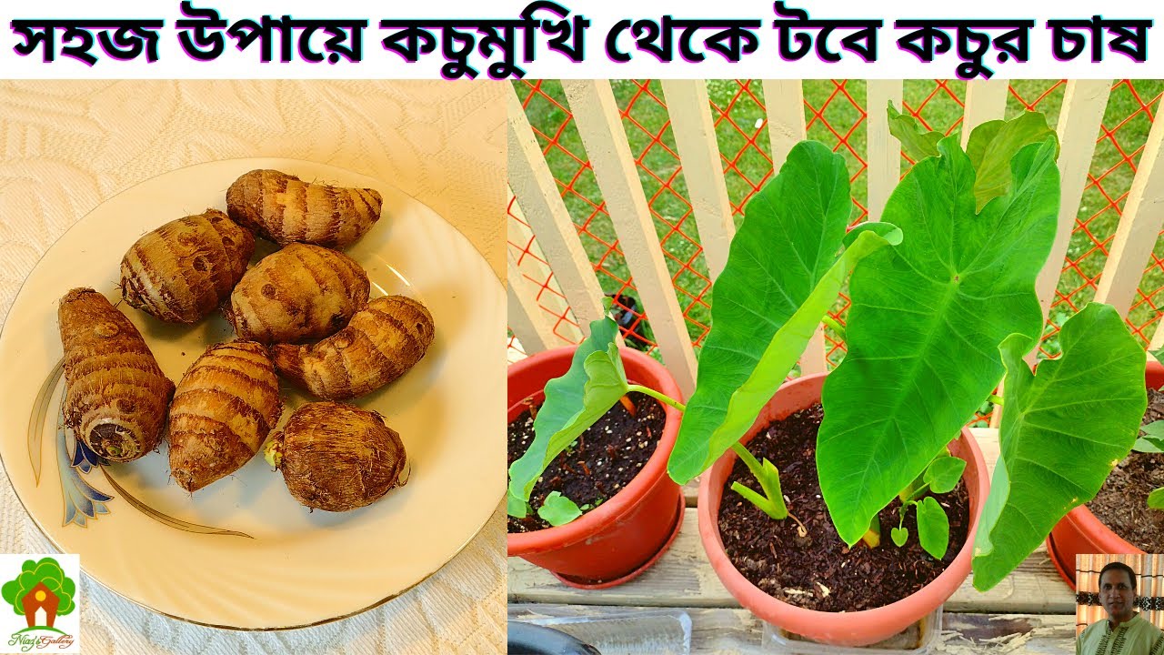 টবে কচু চাষ পদ্ধতি।কচু মুখি/গাটি থেকে কচু চাষ।How to grow taro plants in pots from taro roots/bulbs.