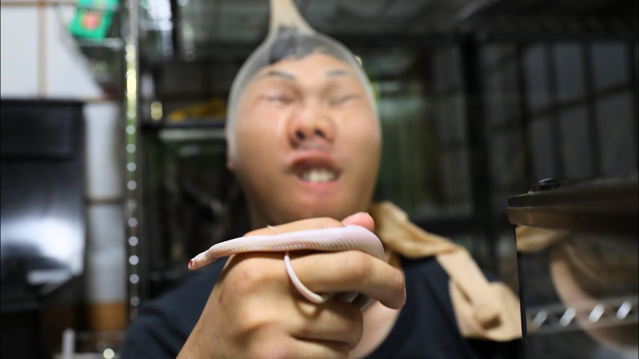 ストッキングを被ってヘビの飼い方を説明します