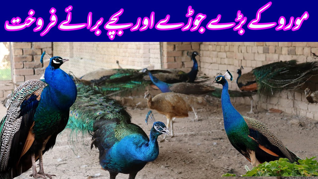 Visited at Furqan II Peacock/More Farming in Multan Pakistan Mor Farming in Pakistan