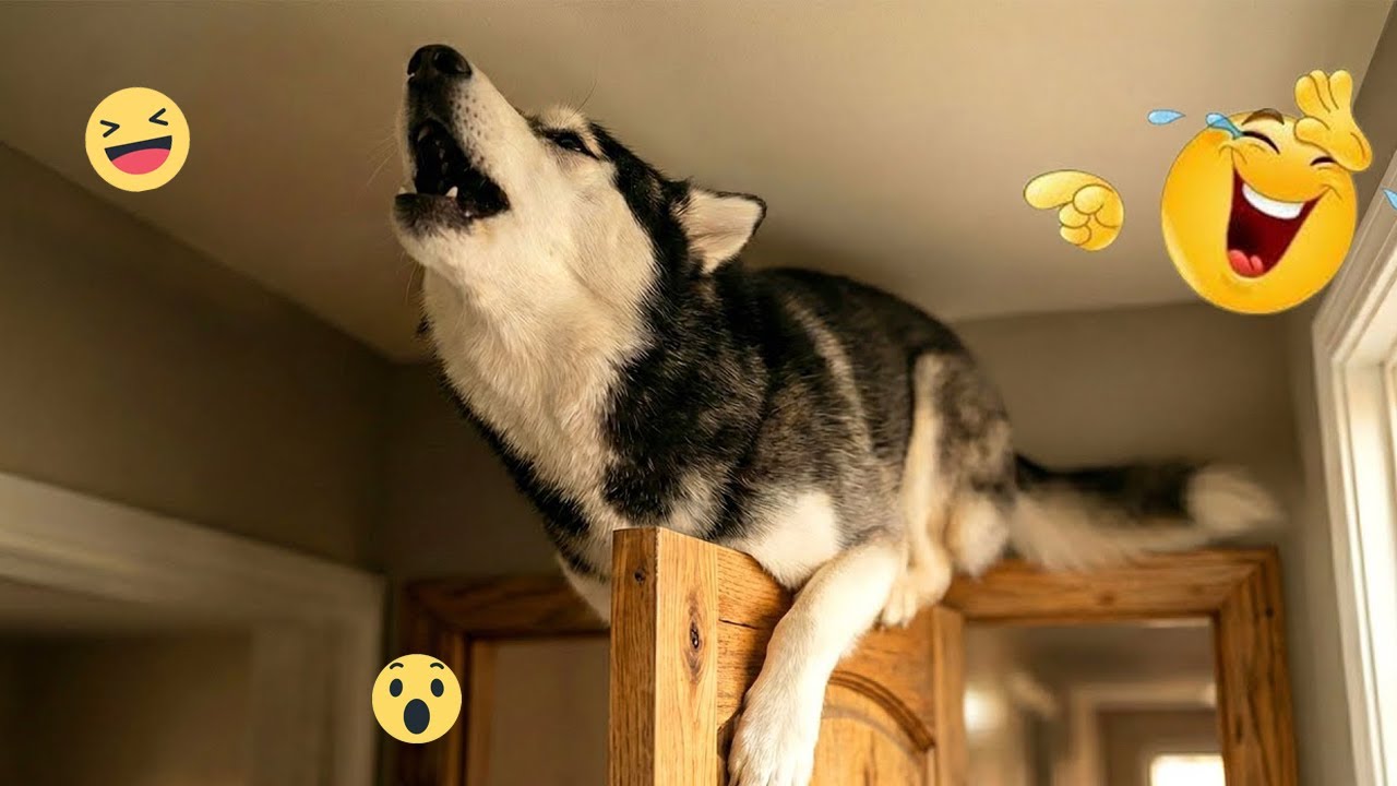 Smarty Funny Dogs 😹🐶 Ultimate Animal Video Compilation 🐾 #8